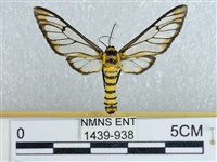 登錄號:001439-00938藏品圖，第1張