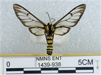 登錄號:001439-00938藏品圖，第2張