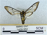 登錄號:001439-00952藏品圖，第2張