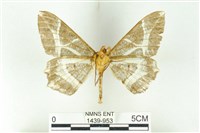 樹形尺蛾藏品圖，第2張