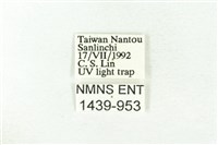 樹形尺蛾藏品圖，第3張