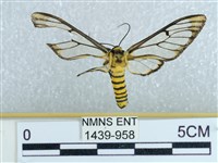 登錄號:001439-00958藏品圖，第1張