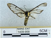 登錄號:001439-00958藏品圖，第2張