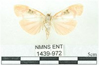 臺雪苔蛾藏品圖，第2張