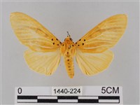 橙擬燈蛾藏品圖，第1張