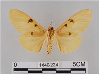 橙擬燈蛾藏品圖，第2張