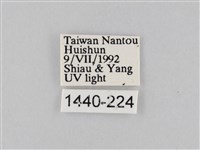 橙擬燈蛾藏品圖，第3張