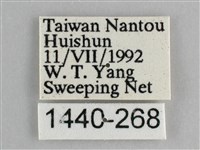 臺灣環蛺蝶藏品圖，第3張