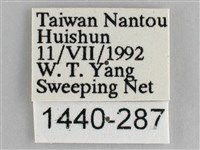 細帶環蛺蝶藏品圖，第3張