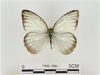 淡褐脈粉蝶藏品圖，第1張