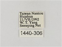 淡褐脈粉蝶藏品圖，第3張