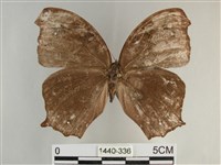 森林暮眼蝶、黑樹蔭蝶藏品圖，第1張