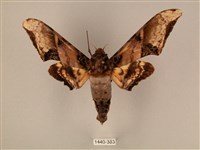 臀角斑天蛾藏品圖，第1張