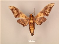 臀角斑天蛾藏品圖，第2張