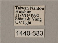 臀角斑天蛾藏品圖，第3張