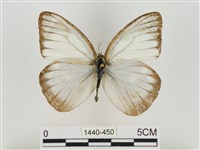 淡褐脈粉蝶藏品圖，第1張