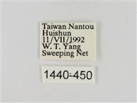 淡褐脈粉蝶藏品圖，第3張