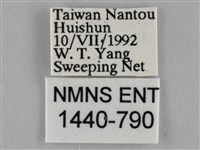 紫俳線蛺蝶藏品圖，第3張
