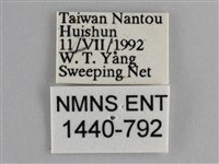 斐豹蛺蝶藏品圖，第3張