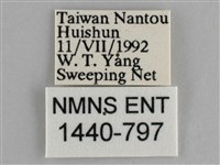 臺灣環蛺蝶藏品圖，第3張