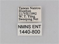密紋波眼蝶藏品圖，第3張
