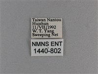 臺灣斑眼蝶藏品圖，第3張