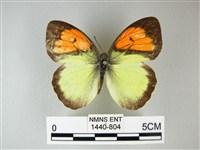 異粉蝶、雌白黃蝶藏品圖，第1張