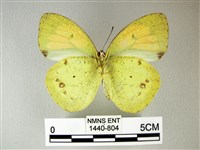 異粉蝶、雌白黃蝶藏品圖，第2張