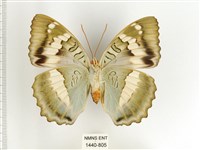 臺灣翠蛺蝶藏品圖，第2張