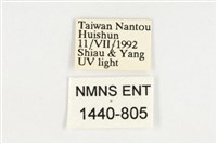 臺灣翠蛺蝶藏品圖，第3張