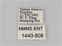 異紋紫斑蝶藏品圖，第3張