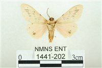 三條橙燈蛾藏品圖，第2張