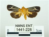 黃肩奇蛾藏品圖，第1張