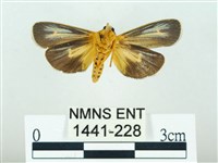 黃肩奇蛾藏品圖，第2張