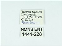 黃肩奇蛾藏品圖，第3張