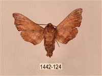 楓天蛾藏品圖，第2張