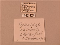 楓天蛾藏品圖，第3張