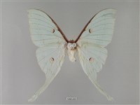 臺灣長尾水青蛾藏品圖，第1張