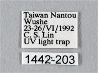 臺灣長尾水青蛾藏品圖，第3張