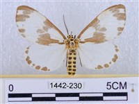 後凸蝶燈蛾藏品圖，第1張