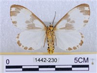 後凸蝶燈蛾藏品圖，第2張