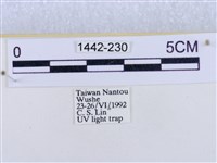 後凸蝶燈蛾藏品圖，第3張