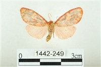 三色豔苔蛾藏品圖，第1張