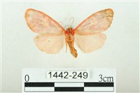 三色豔苔蛾藏品圖，第2張