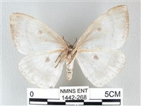 圓翅大鉤蛾藏品圖，第2張