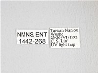 圓翅大鉤蛾藏品圖，第3張