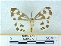 粉蝶燈蛾藏品圖，第1張