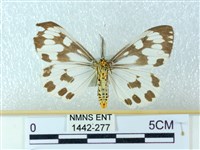 粉蝶燈蛾藏品圖，第2張