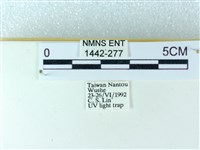 粉蝶燈蛾藏品圖，第3張