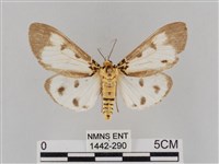 長斑擬燈蛾藏品圖，第1張